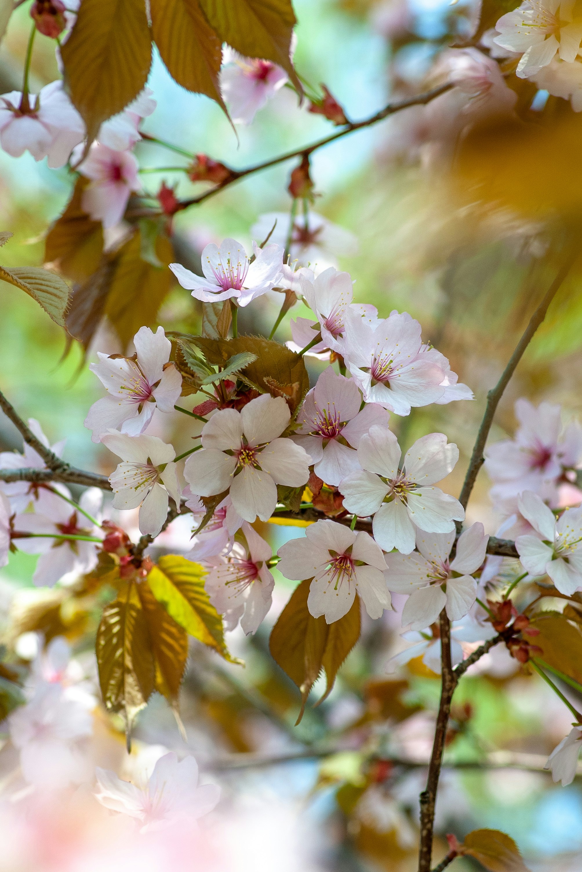 white-petaled flower